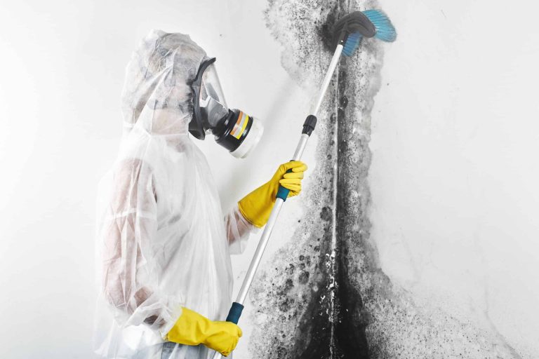 Say Goodbye to Mold: Top Memphis Companies for Effective Removal